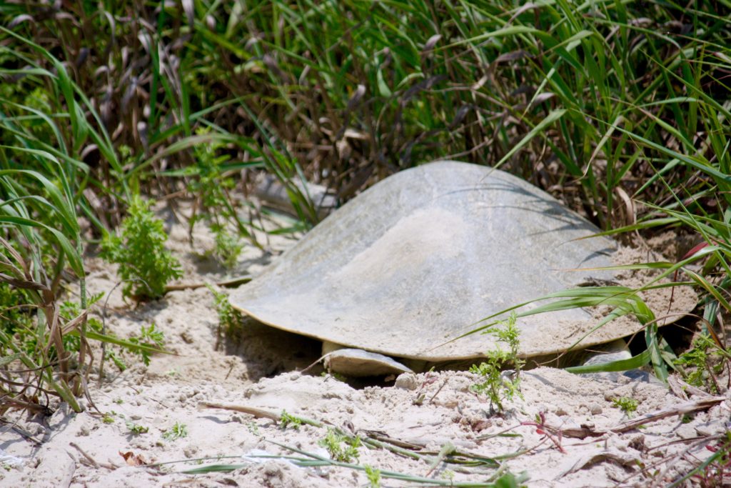 Kemp's Ridley female patting down sand to cover her eggs on Surfside Beach. Photo by Jerry Pettit