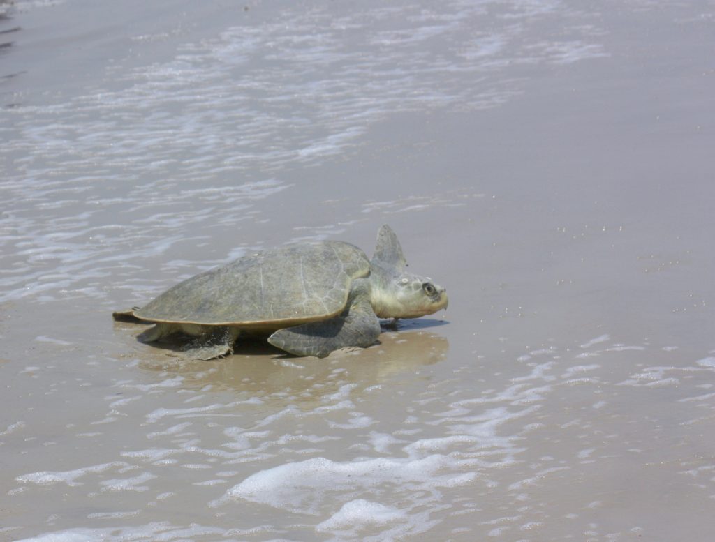 Returning to the sea. Photo by Jerry Pettit