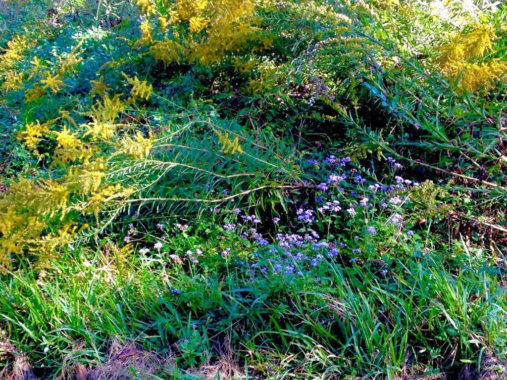 Native Gulf Coast butterfly plants, golden rod and mist flower.