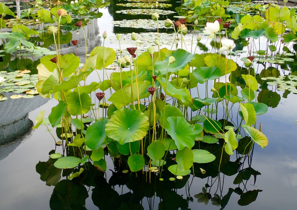 Calming reflection in lotus pond,