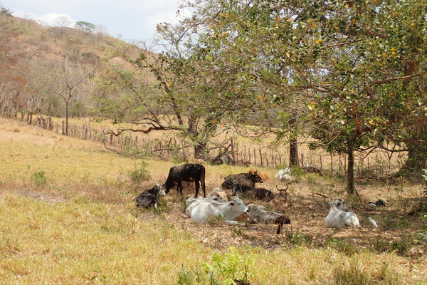 Eco Venao, Panama