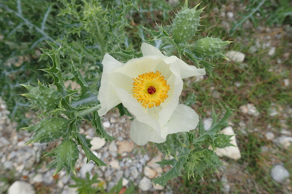 Prickly Poppy, Wildflower, The Botanical Journey
