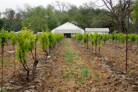 Val Verde Winery, Texas, The Botanical Journey