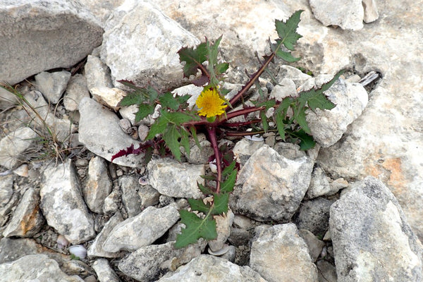 Dandelion, The Botanical Journey, Wildflower