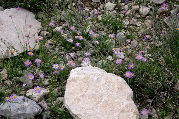 Aster, Wildflower, The Botanical Journey