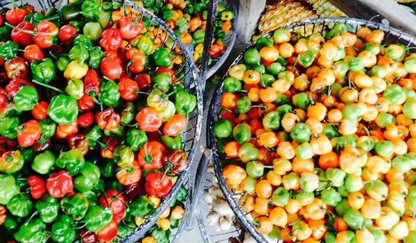 The local hot pepper, Habanero, Cayo District, Belize