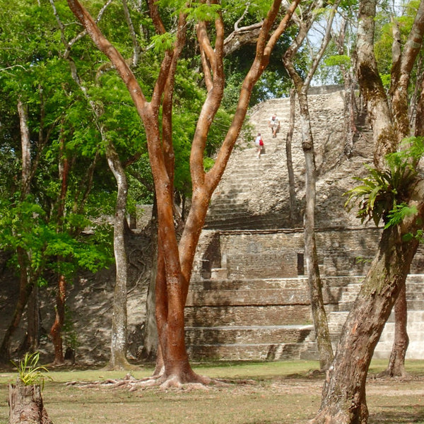 Cahal Pech, Belize, Cahal Pech Resort