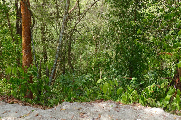 Hiking the jungle. Many of the mounds are uncovered ruins, Belize, Cayo District