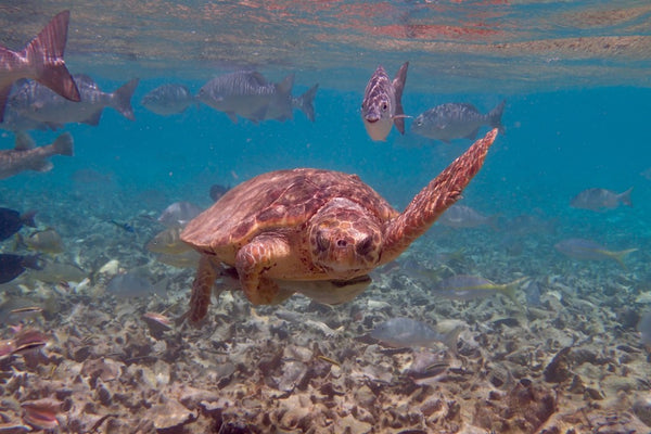 Hol Cham, Belize, Visit Belize