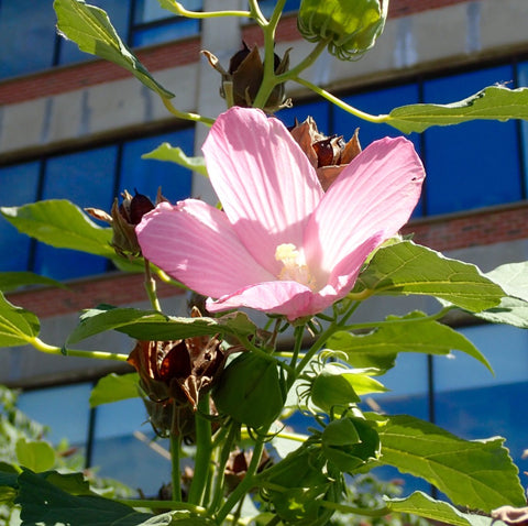 Hibiscus moscheutos, swamp-rose mallow, NYC, High Line, Native Plants, Outdoor New York City