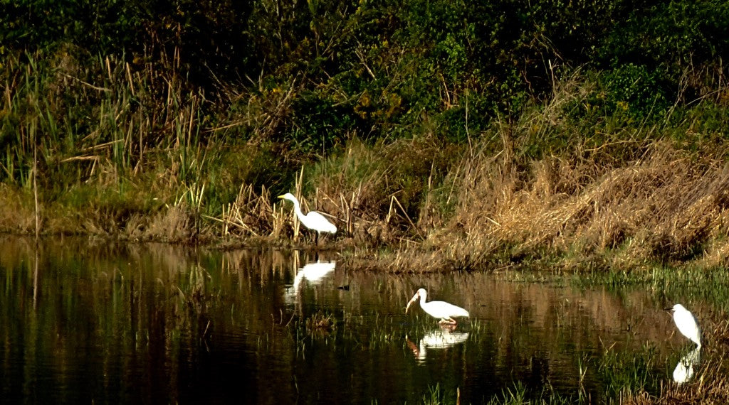 Left to Right: Great White Egret, American White Ibis, Snowy Egret