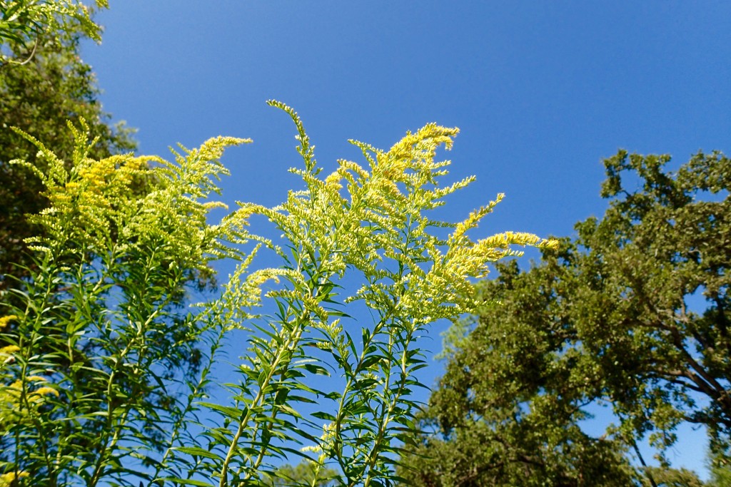 Goldenrod in bloom. Mist flower and Goldenrod are monarch favorites for nectar during the southern migration. 