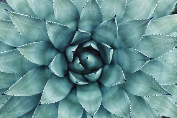 Agave Rosette by Erol Ahmed at unsplash.com