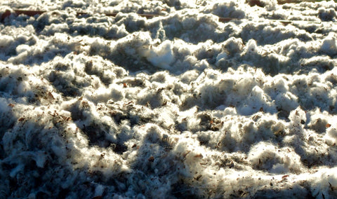 fresh picked cotton, cotton, cotton harvest, Heyne Ranch