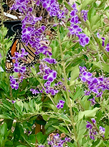 monarch, butterfly bush, monarch migration, nectar plants