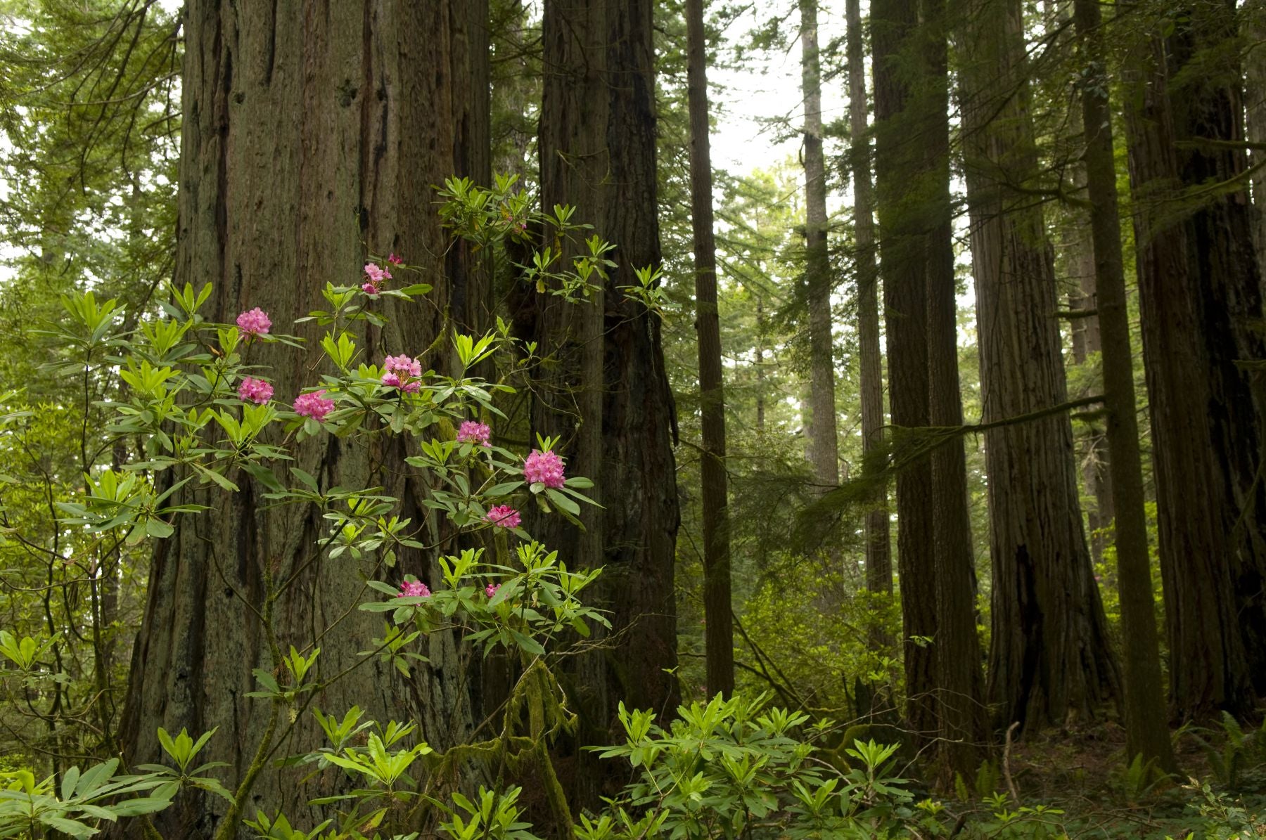 del norte coast redwoods state park