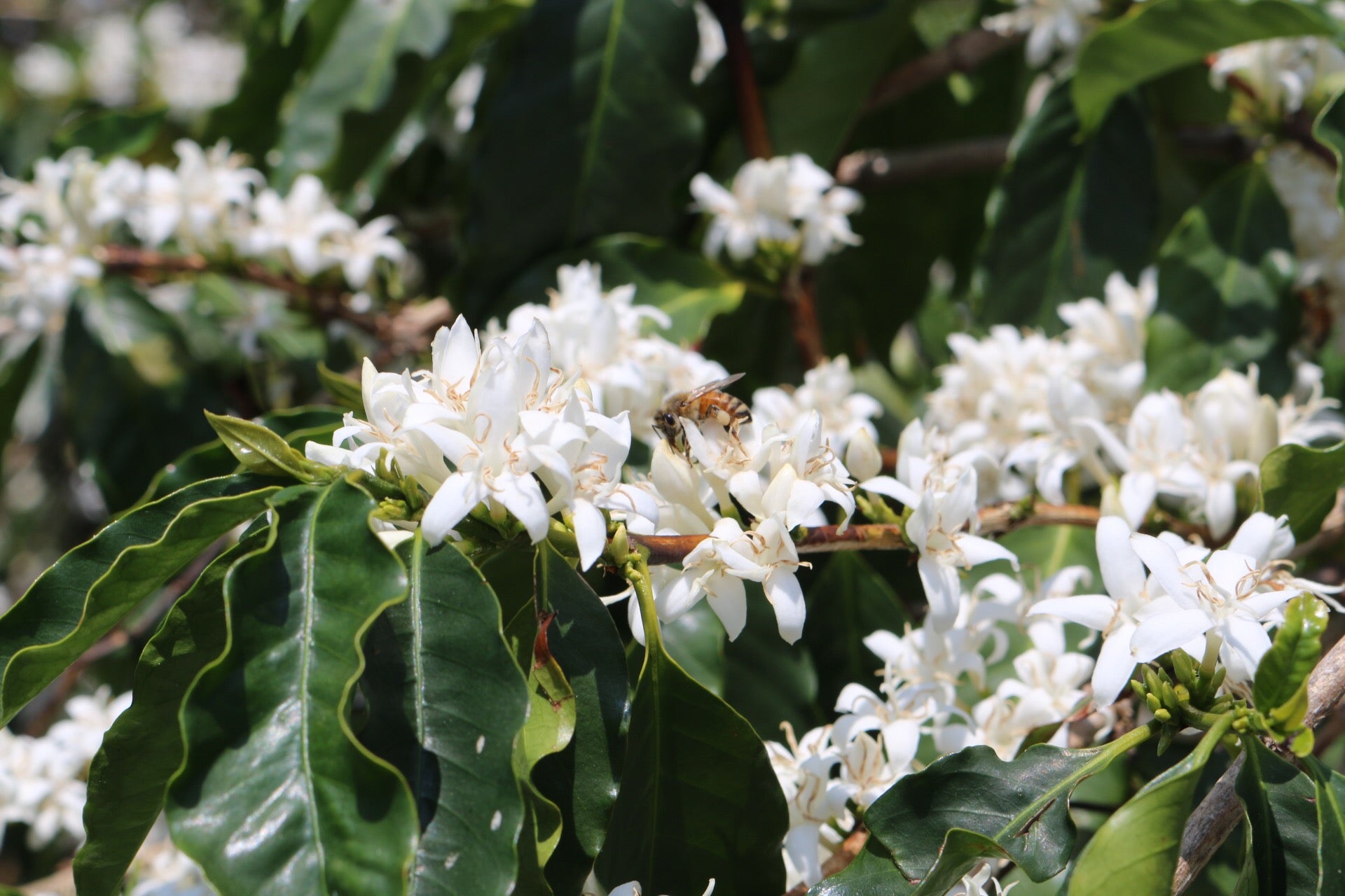 Coffee Flowers