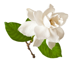 Gardenia Essential Oil Absolute buy bulk wholesale