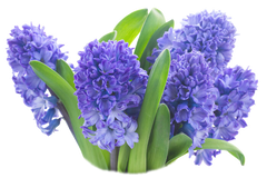 Hyacinth absolute essential oil
