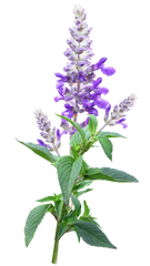 Lavender  (Lavandula Vera) Essential Oil - Bulgarian