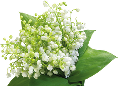 Muguet Lily of the Valley Essential Oil Absolute