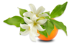 Neroli Orange Blosssoms Solid Perfume