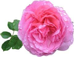 Rose essential oil