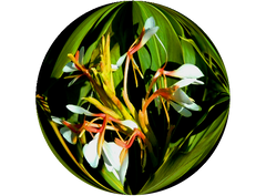 Spiked ginger lily essential oil