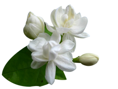 Tuberose essential oil absolute