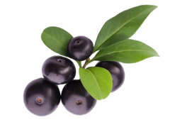 Acai Berry Oil for Skin