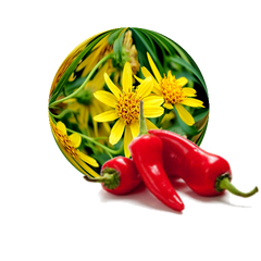 Arnica Cayeene Pepper Muscle Rub