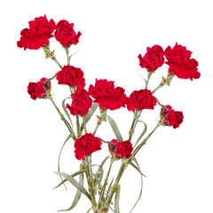 Carnation Absolute Essential Oil (Dianthus Caryophyllus)