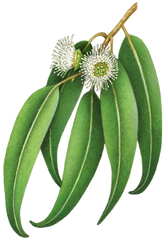 Eucalyptus (Eucalyptus globulus) Essential Oil