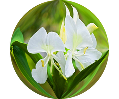 White Ginger Lily essential oil absolute