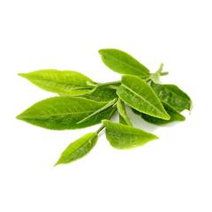 Green Tea (Camellia Sinensis) Absolute Oil