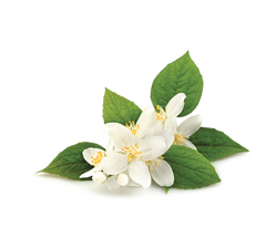 Jasminum Grandiflorum Floral wax
