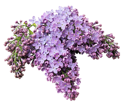 Lilac Absolute Oil (Syringa Vulgaris) essential oil