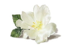 Buy Musk Rose Essential Oil (Rosa Moschata)