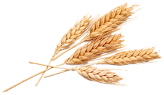 Oat (Avena Sativa) Oil - Virgin