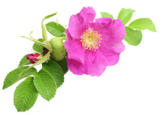 Rosa Canina Buds and Petals Pink