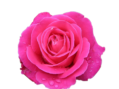 Rose De Mai Oil (Rosa Centifolia)