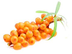 Seabuckthorn (Sea Buckthorn) Berry Oil - Virgin