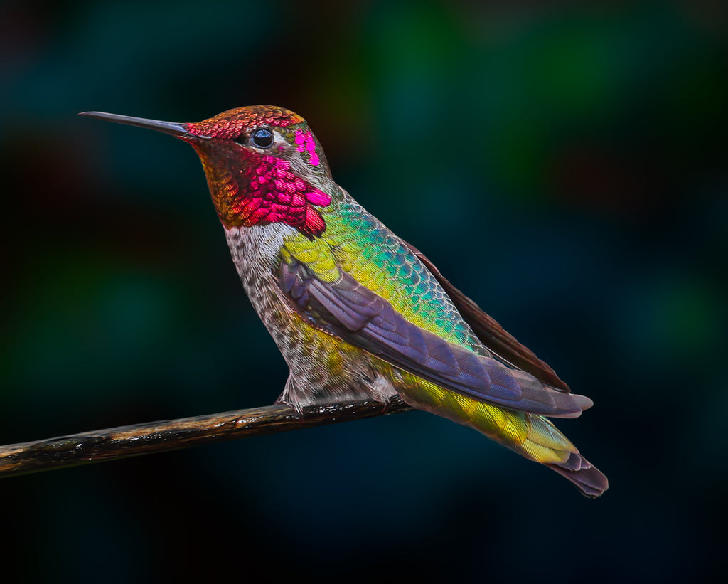 COLORFUL HUMMINGBIRD | PoshGalleria1