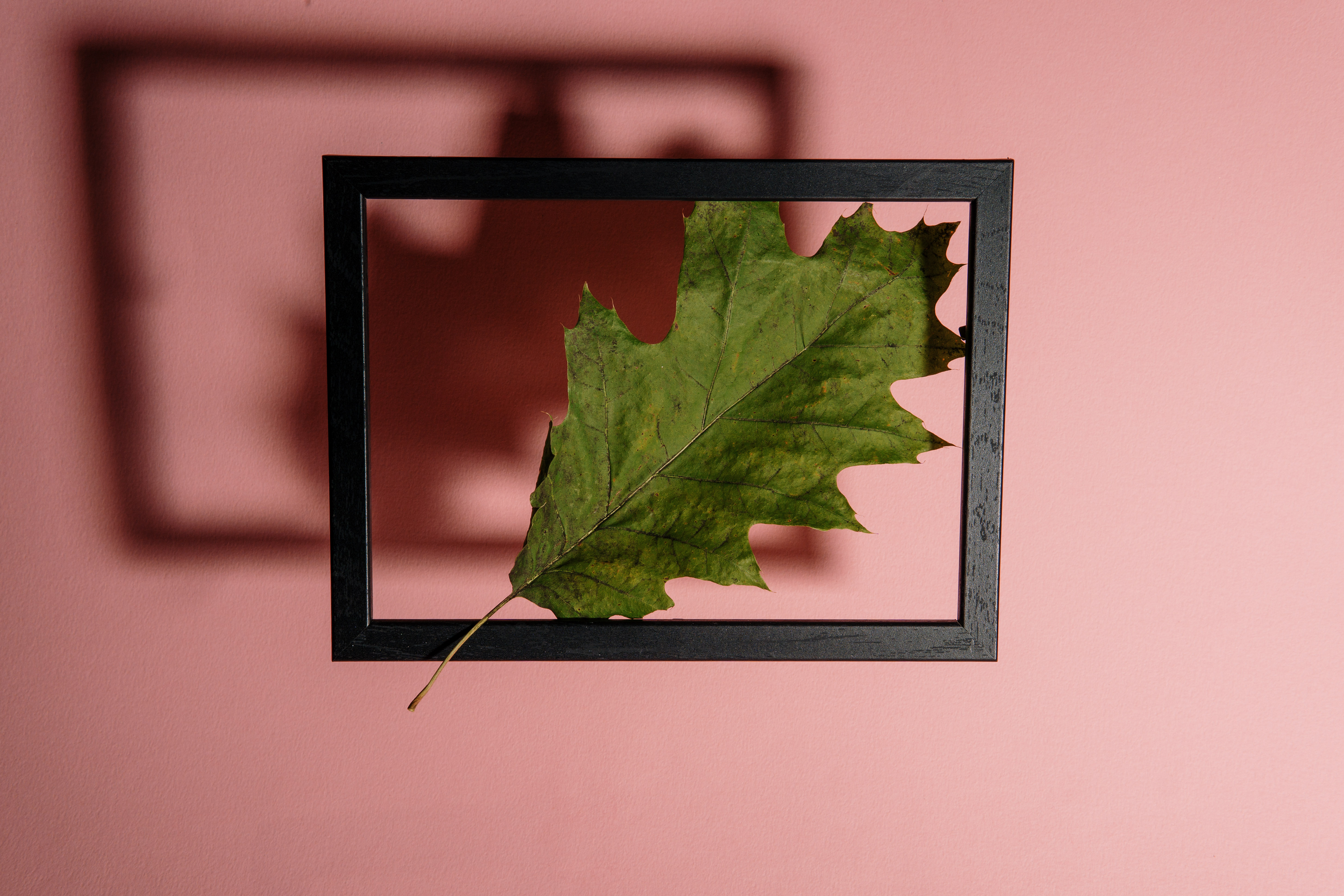 floating picture frame with a green leaf