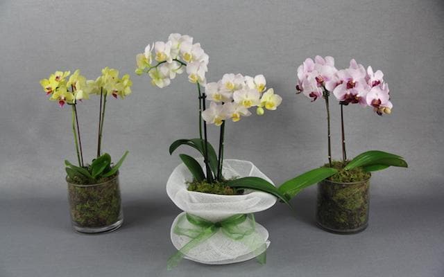 Shop Stunning Orchids Melbourne Flower Delivery