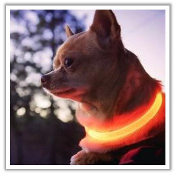 light up dog collar for nighttime walking safety