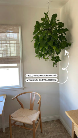 hanging pothos plant neutral tiny minimal kitchen 