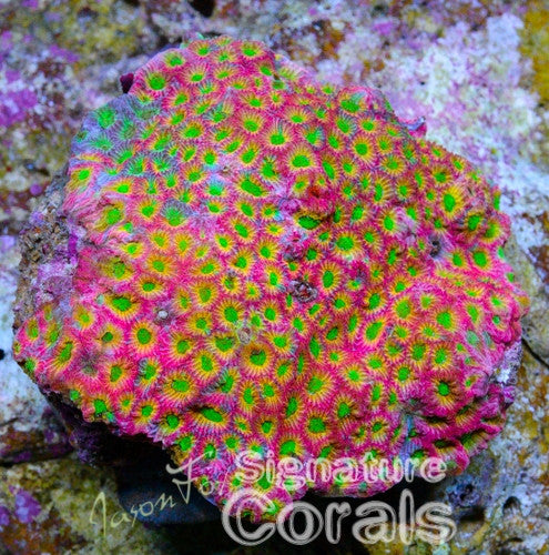 JASON FOX DAY-GLO FAVITES PENTAGONA – Jason Fox Signature Corals