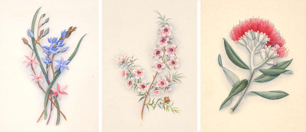 Fanny Osborne's Botanical Paintings