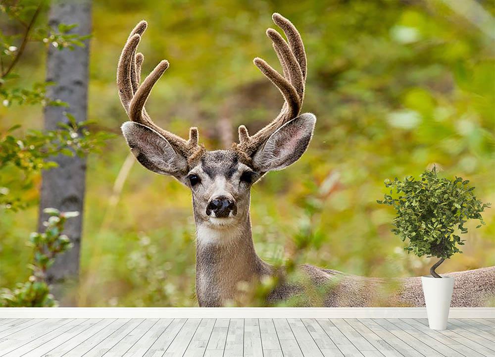 mule deer wallpaper